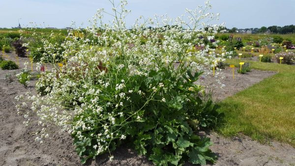 Crambe orientalis Mornings Snow®