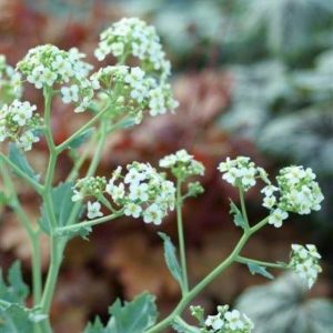 Crambe