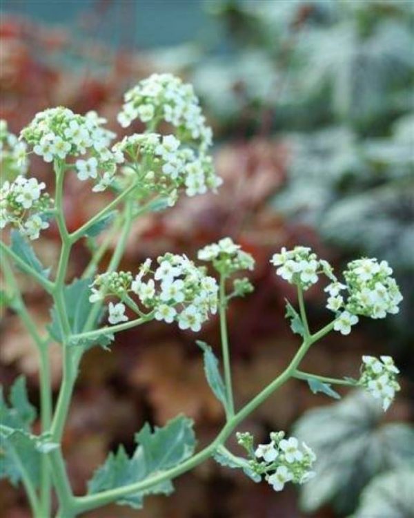 Crambe cordifolia