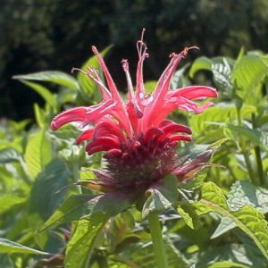 Monarda Croftway Pink