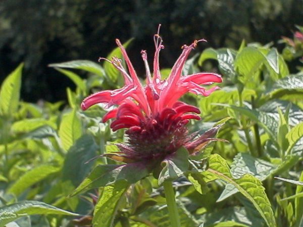 Monarda Croftway Pink