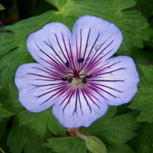 Geranium hybrids