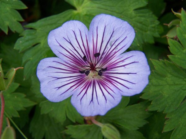 Geranium Chrystal Lake®
