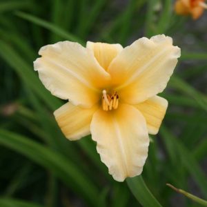 Hemerocallis Curls