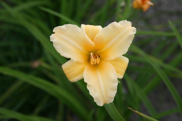 Hemerocallis Curls