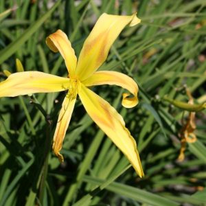Hemerocallis Curly Cinnamon Windmill