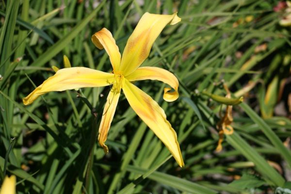 Hemerocallis Curly Cinnamon Windmill