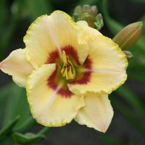 Hemerocallis Custard Candy