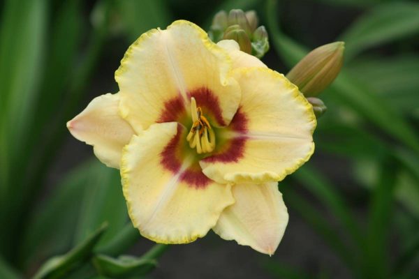 Hemerocallis Custard Candy