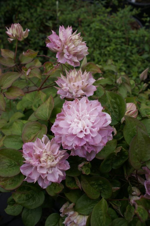 Clematis Dancing Smile®