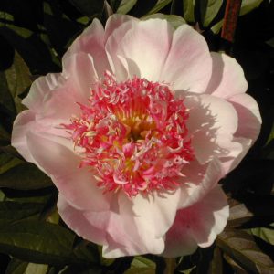 Paeonia  Do Tell