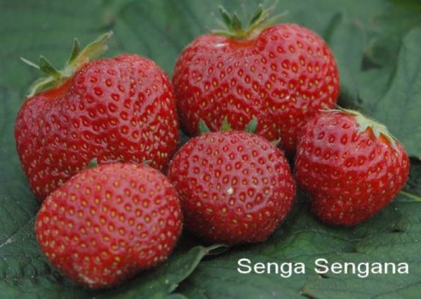 Fragaria Senga Sengana