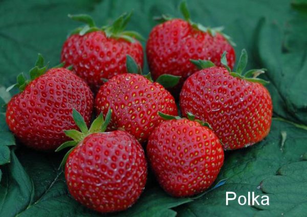 Fragaria Polka