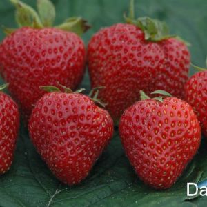 Fragaria(strawberry)