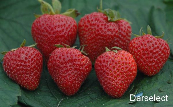 Fragaria Darselect