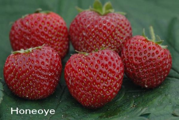Fragaria Honeoye