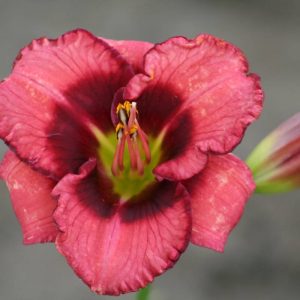Hemerocallis Dan Mahoney