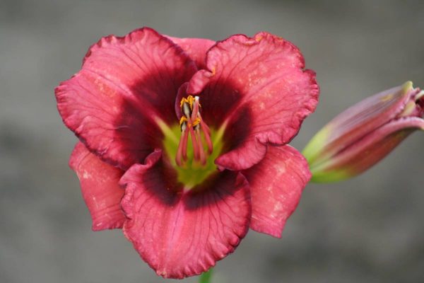 Hemerocallis Dan Mahoney