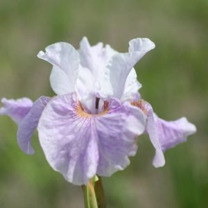 Iris sibirica Dance Ballerina Dance