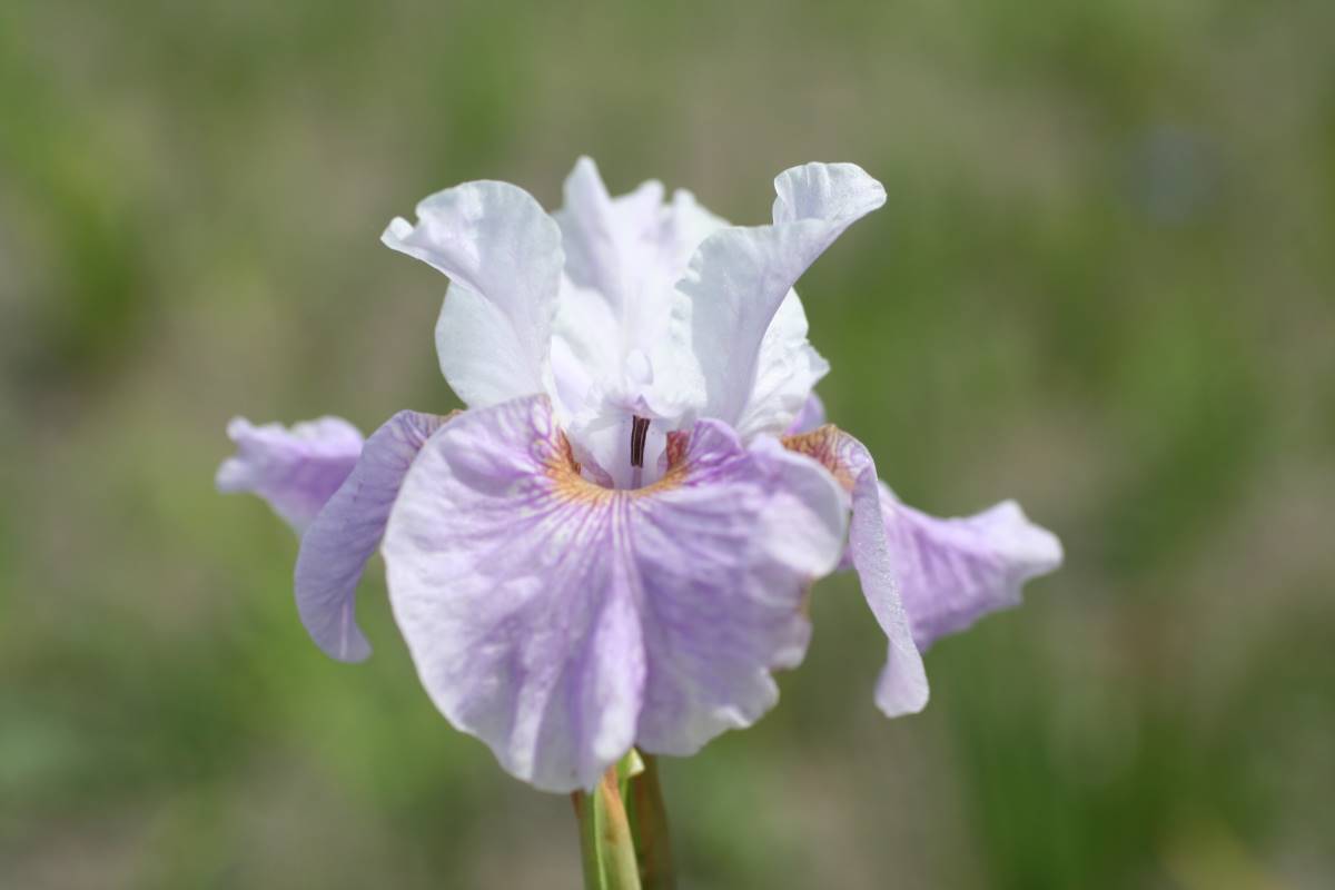 Iris sibirica Dance | Verschoor Horticulture