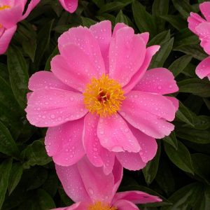 Paeonia  Dancing Butterfly