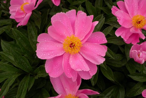 Paeonia  Dancing Butterfly