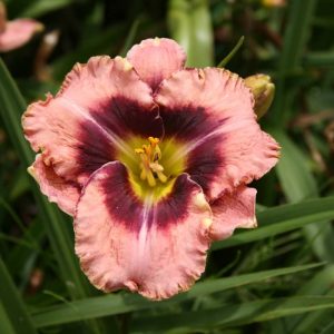 Hemerocallis Daring Deception