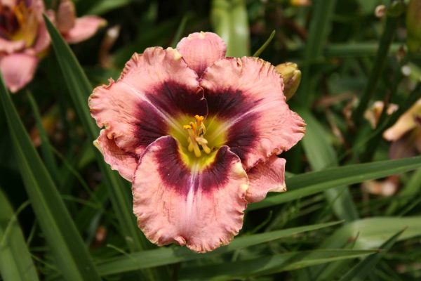 Hemerocallis Daring Deception