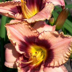 Hemerocallis Daring Dilemma