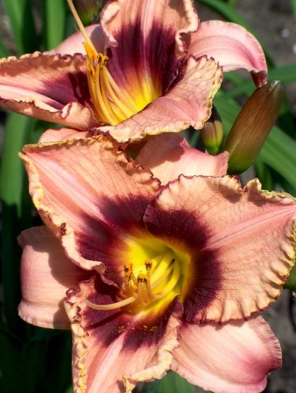 Hemerocallis Daring Dilemma