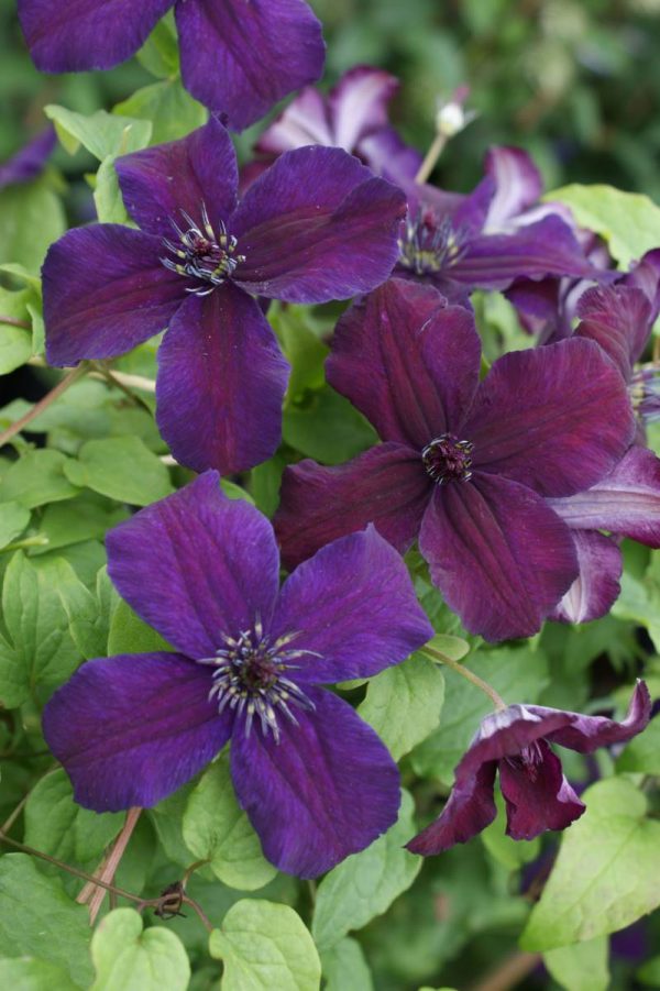 Clematis Dark Eyes