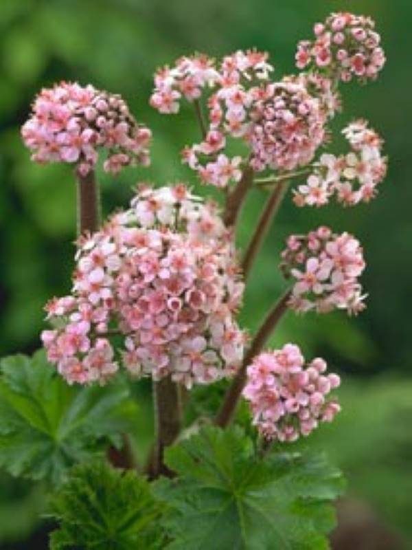 Darmera peltata