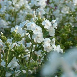 Phlox pan, David