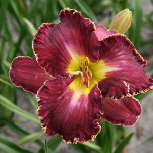 Hemerocallis David Kirchhoff