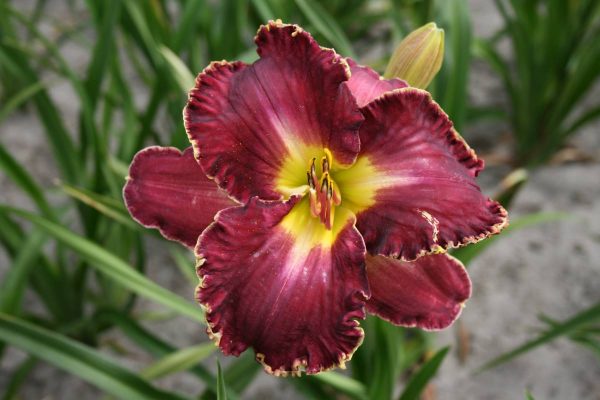 Hemerocallis David Kirchhoff