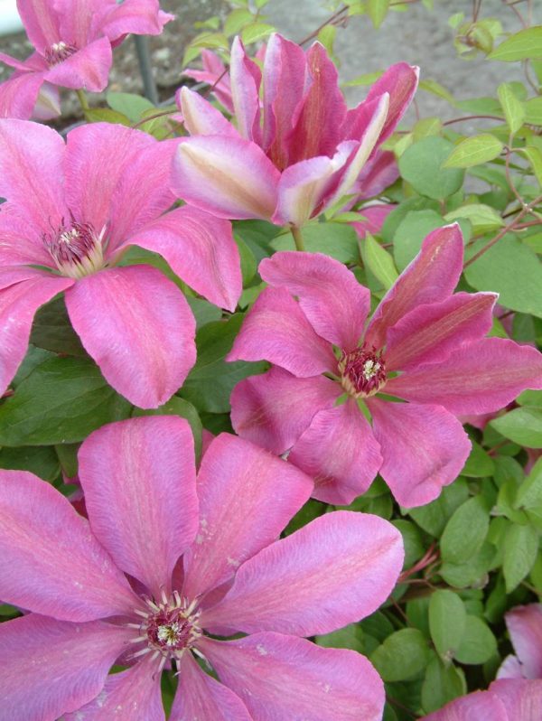 Clematis Debutante