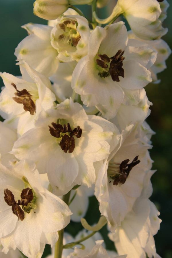 Delphinium elatum Black Pearl