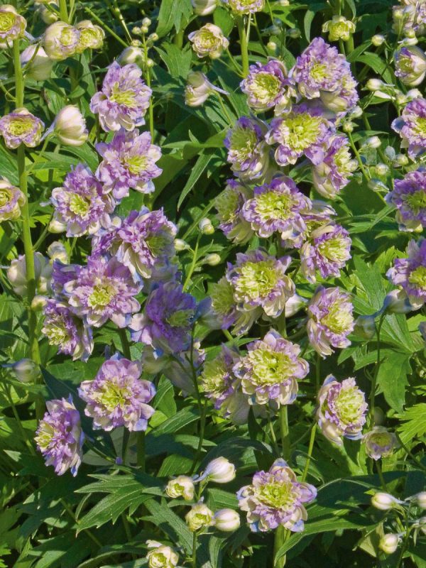 Delphinium Highlander Blueberry Pie®