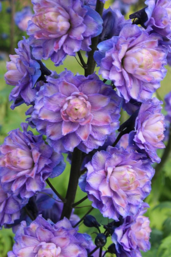 Delphinium Highlander Bolero®