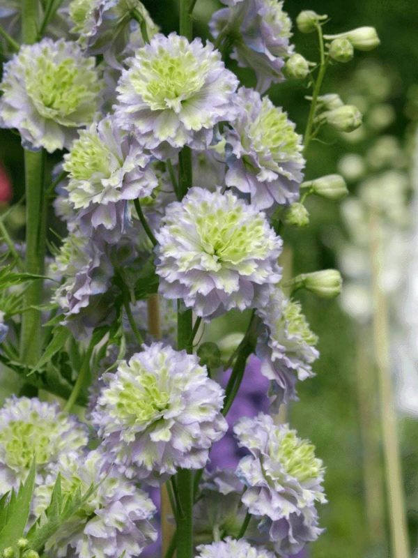Delphinium Highlander Chrystal Delight®