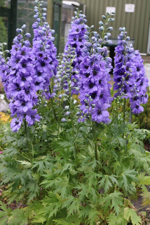 Delphinium Delphi Eveninglight - Image 2