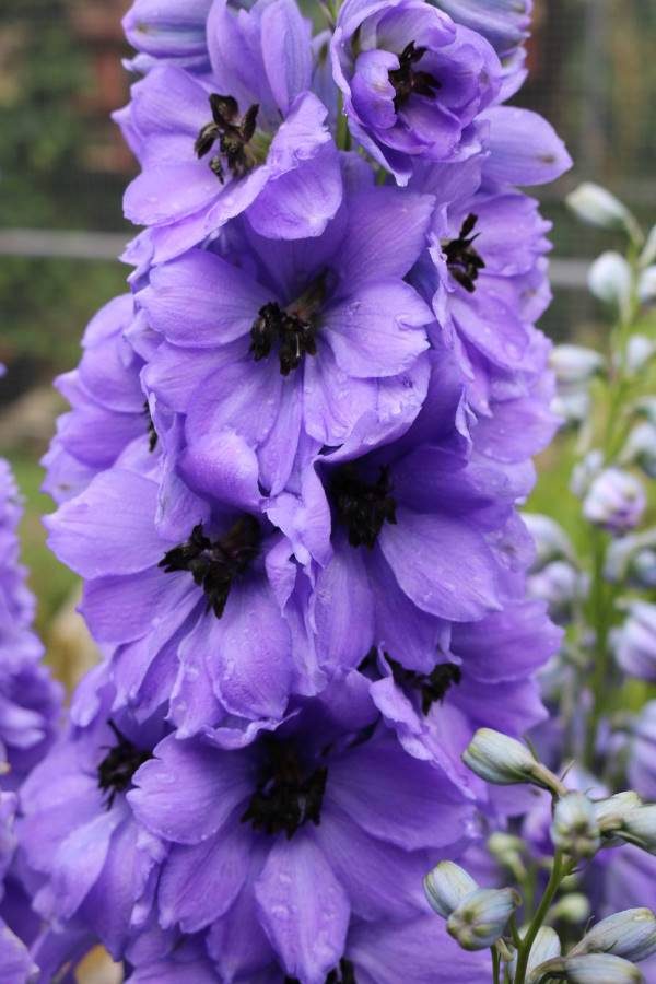 Delphinium Delphi Eveninglight - Image 3