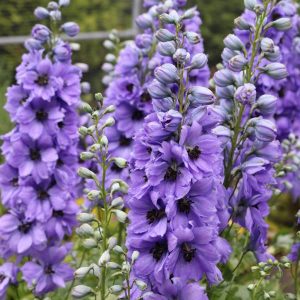 Delphinium Delphi Eveninglight