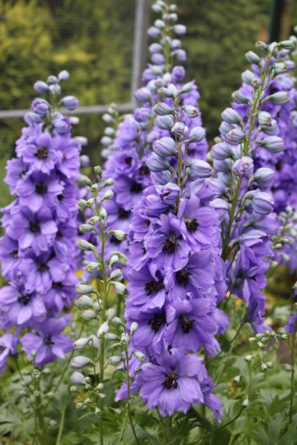 Delphinium Delphi Eveninglight