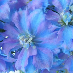 Delphinium Delphi's Bas® PBR