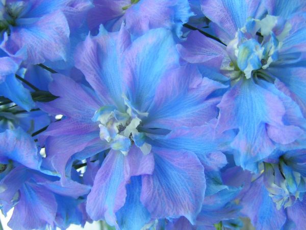 Delphinium Delphi's Bas® PBR