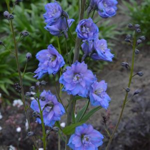 Delphinium Delphis Blue Power