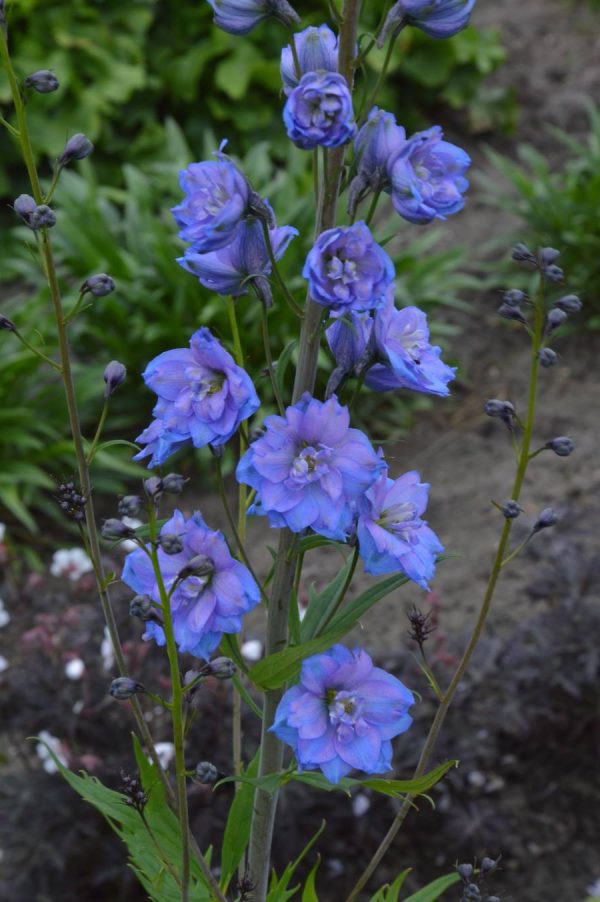 Delphinium Delphis Blue Power