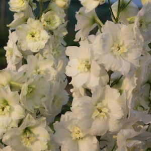 Delphinium Delphi's Diamant® PBR