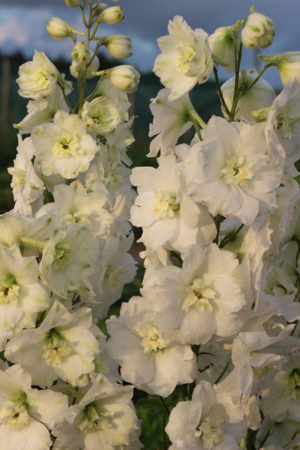 Delphinium Delphi's Diamant® PBR